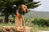 AIREDALE TERRIER 344